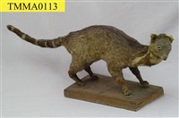 藏品(麝香貓)的圖片